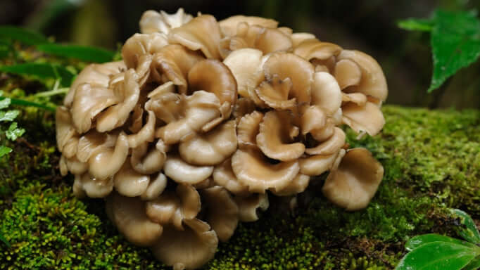 Maitake Mushroom growing on some moss - natural support for wellness and vitality, may help with metabolism