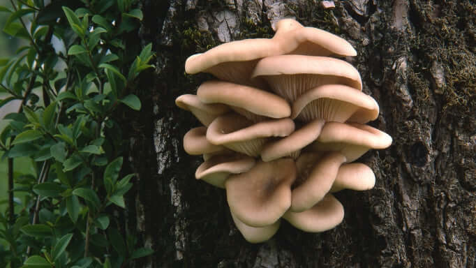 Oyster Mushroom growing naturally - high in vitamins and minerals
