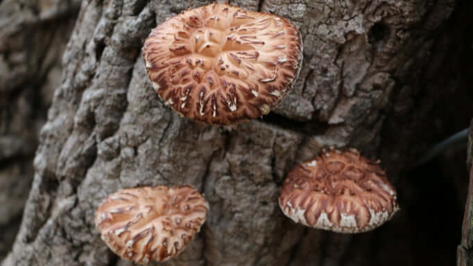 Shiitake mushroom growing naturally - could boost heart function and promote immunity