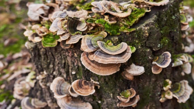 Turkey Tail Mushroom 